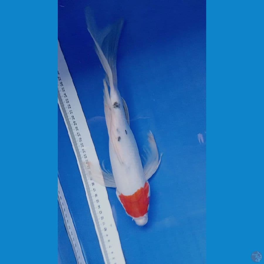 tancho sanke sleyer 35cm