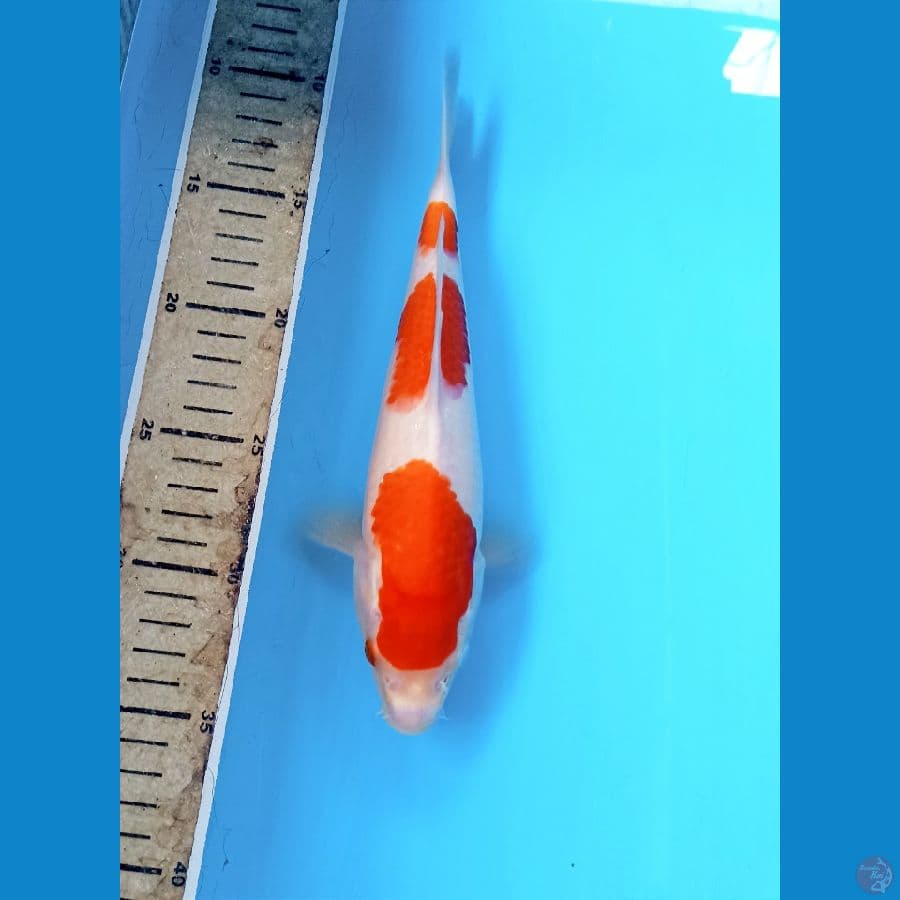 Kohaku 25cm male