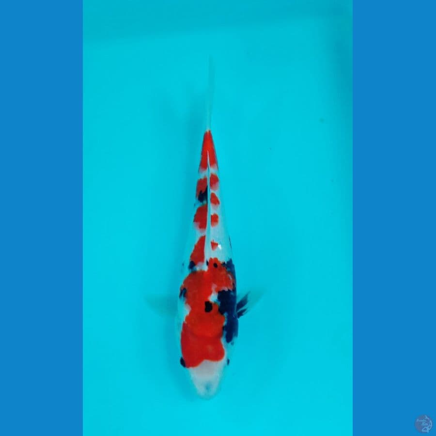 showa ±28cm