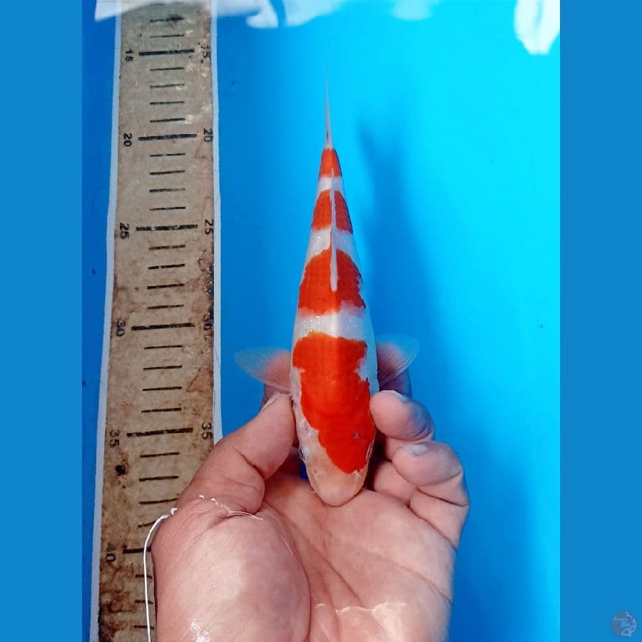 Kohaku 19cm