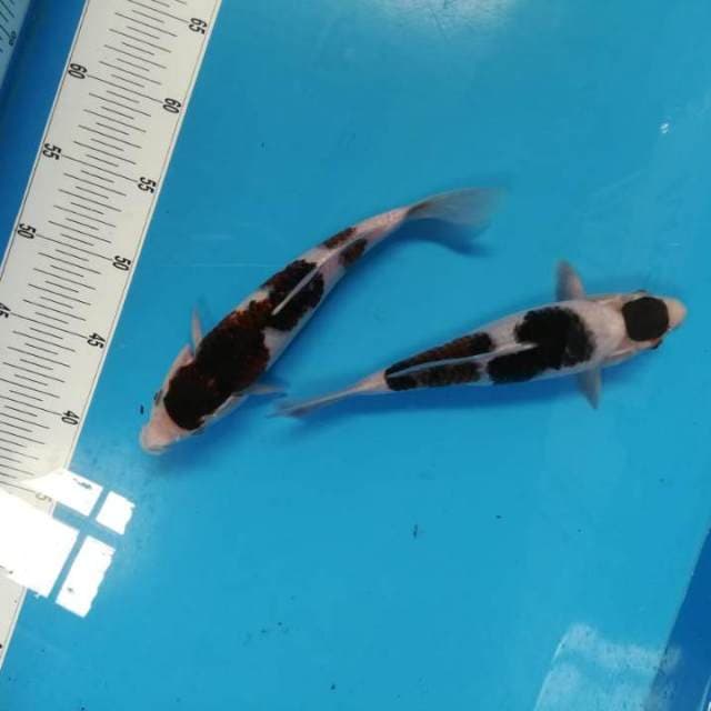 30bu Sumi Goromo