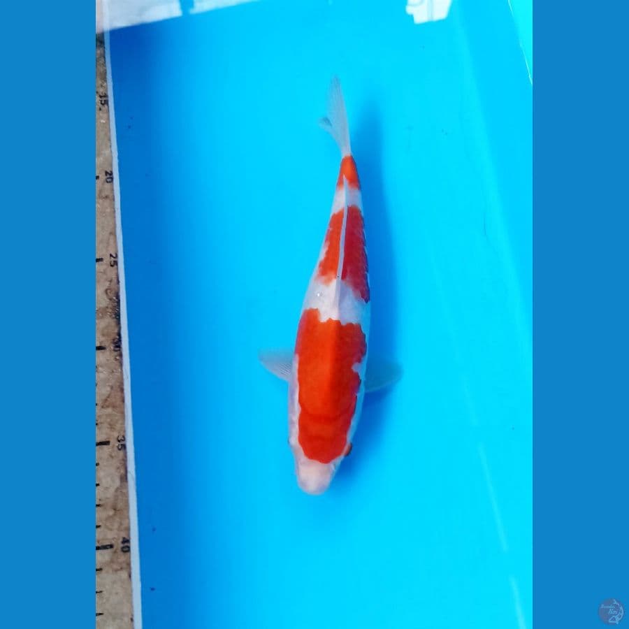 Kohaku 22cm