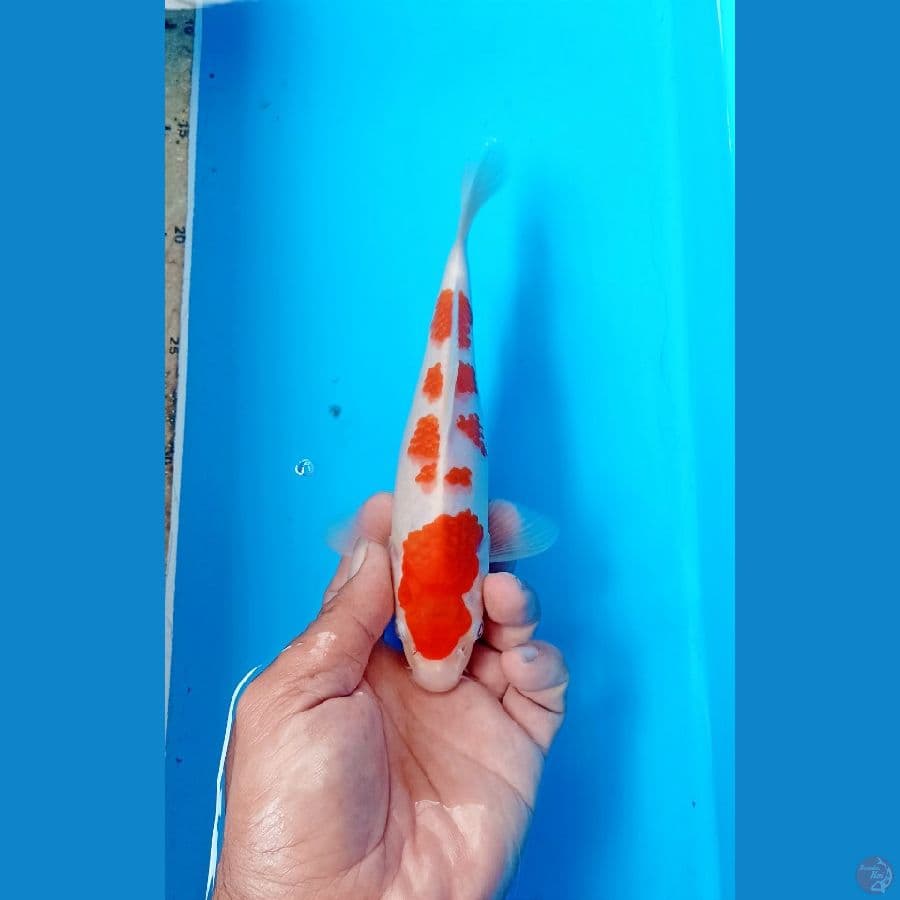 Kohaku 20cm