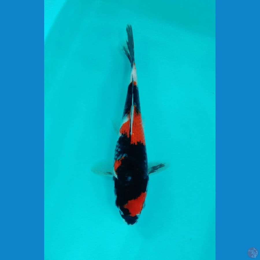 showa ±30cm