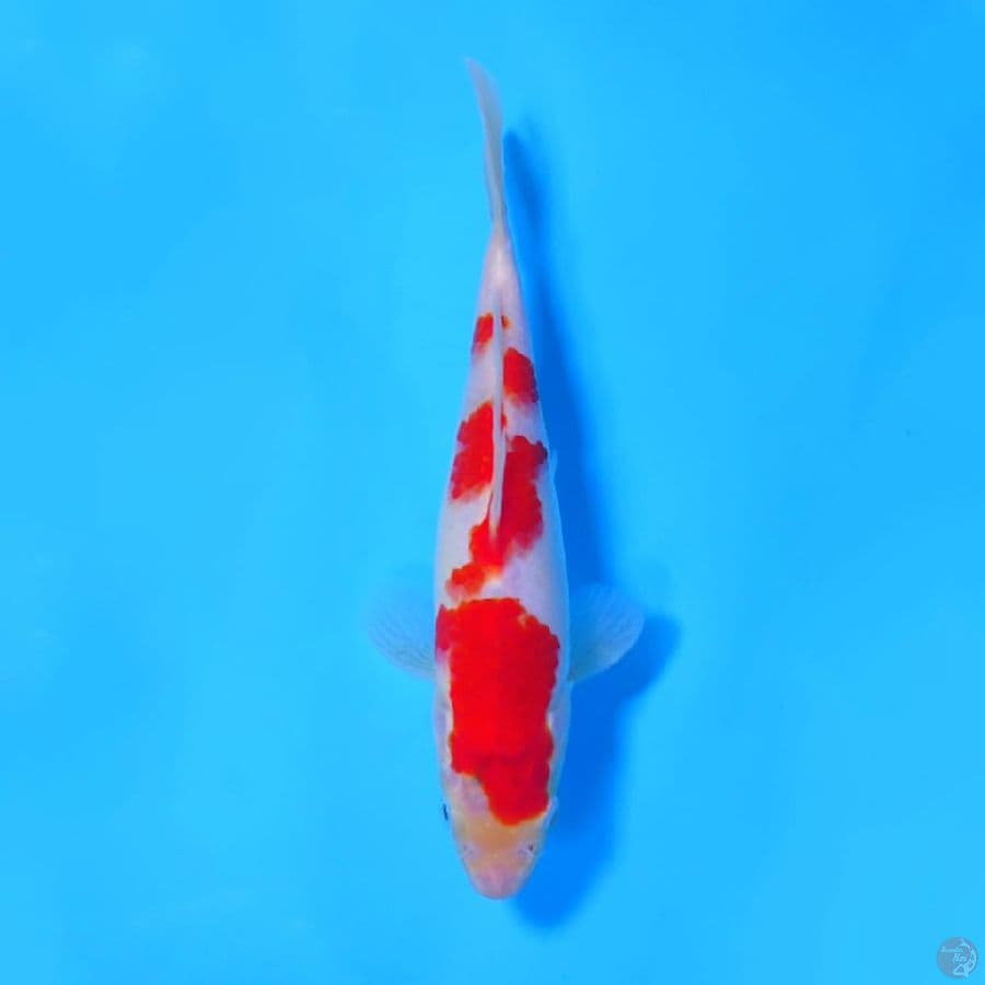 M20CM KOROMO