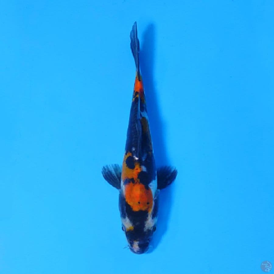 F17CM DOITSU SHOWA