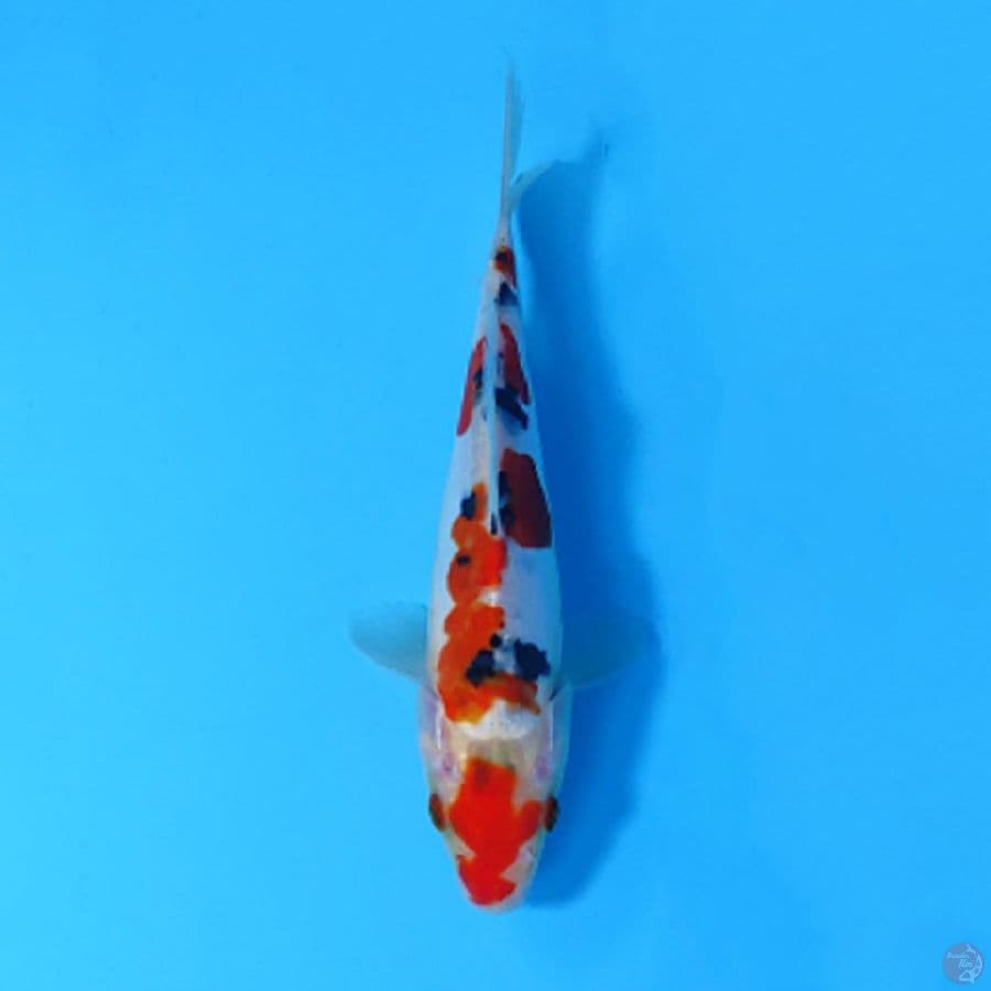 F15CM DOITSU SANKE