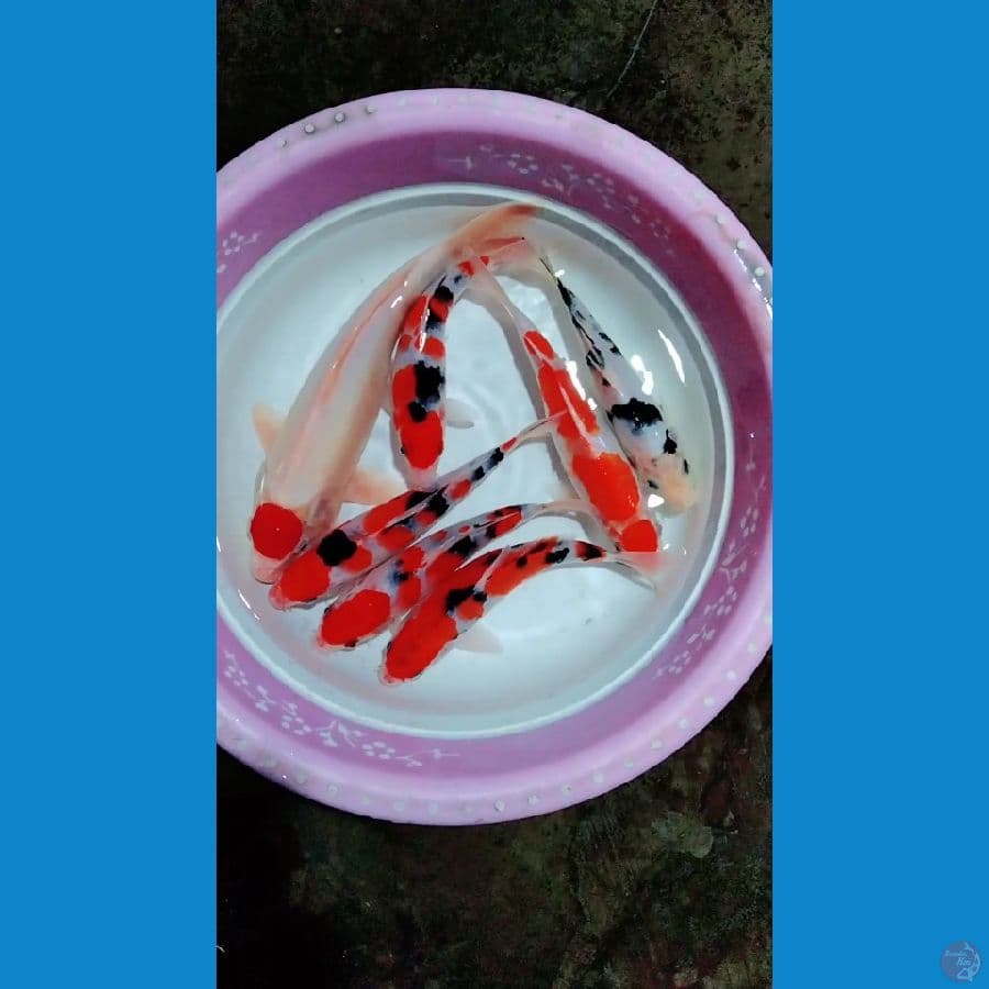 sanke sq/hq tc jantan 29cm lainya 19_23cm