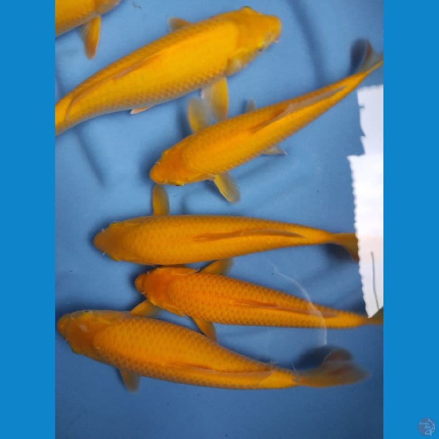 karasi corn 7 ekor 30-39 cm bersih