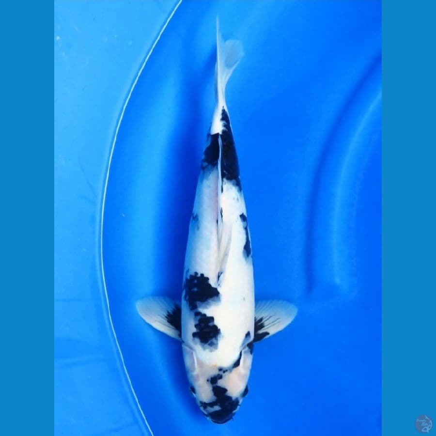40cm , Jumbo Shiro F1