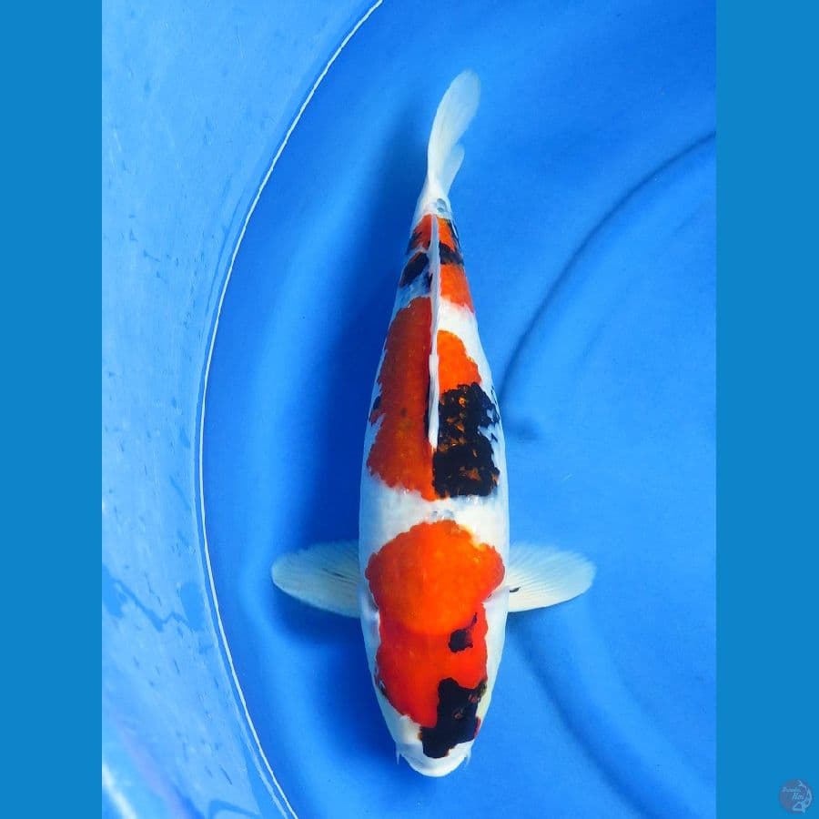 46cm , Jumbo Showa Baby Face