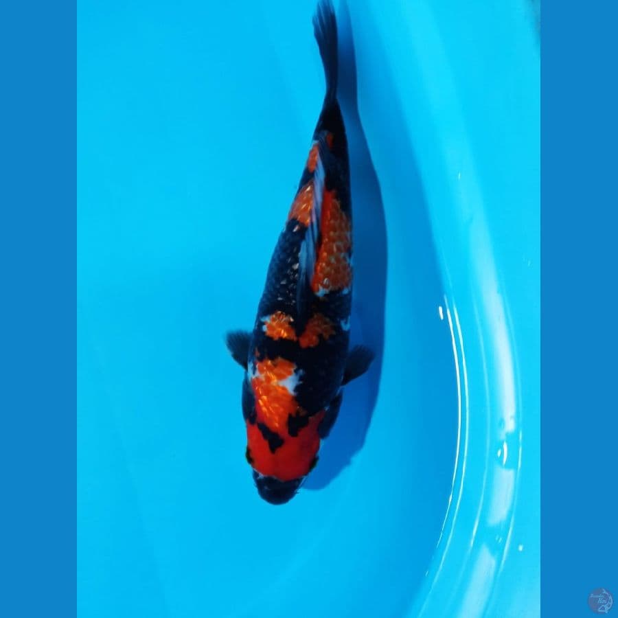 SHOWA GINRIN MALE 31CM ORI