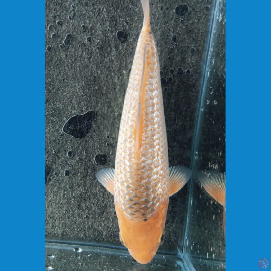 calon joss CARAMEL GINRIN 18CM BRED MADINA