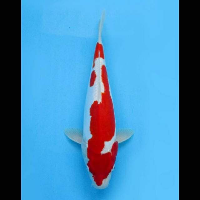 Super Red Kohaku Doitsu