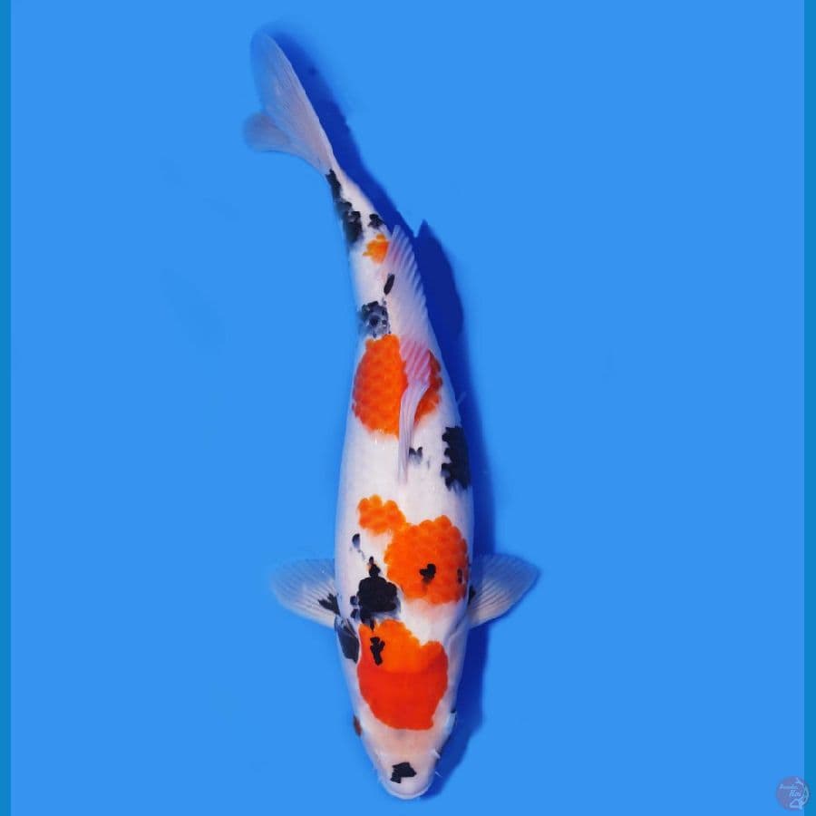Showa 40cm
