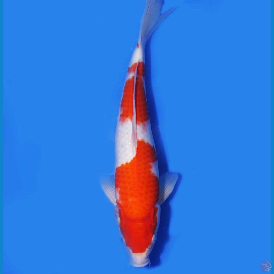 HQ Kohaku Jantan