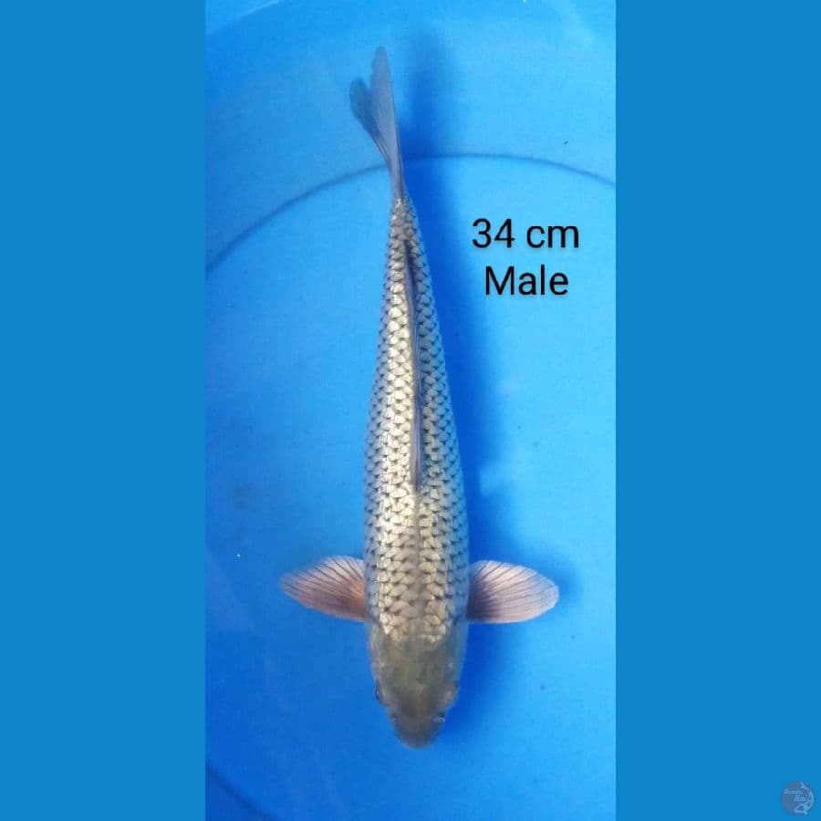 soragoi male 34 cm