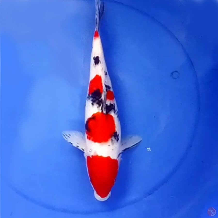 Maruten Sanke Tsubosumi 37cm