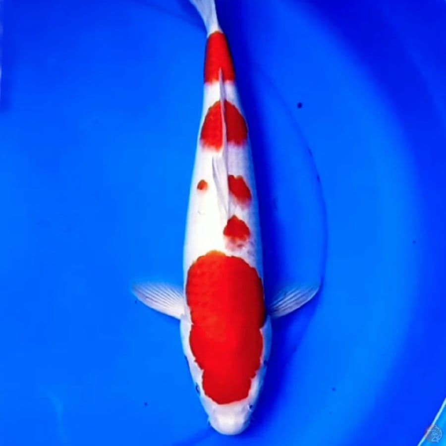 Jumbo Sakura Kohaku 40cm