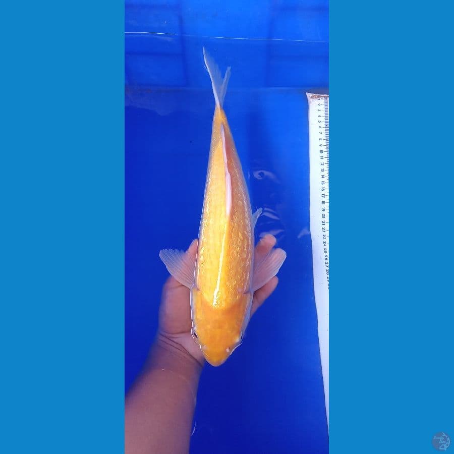 karasi ginrin mata merah 39 cm male