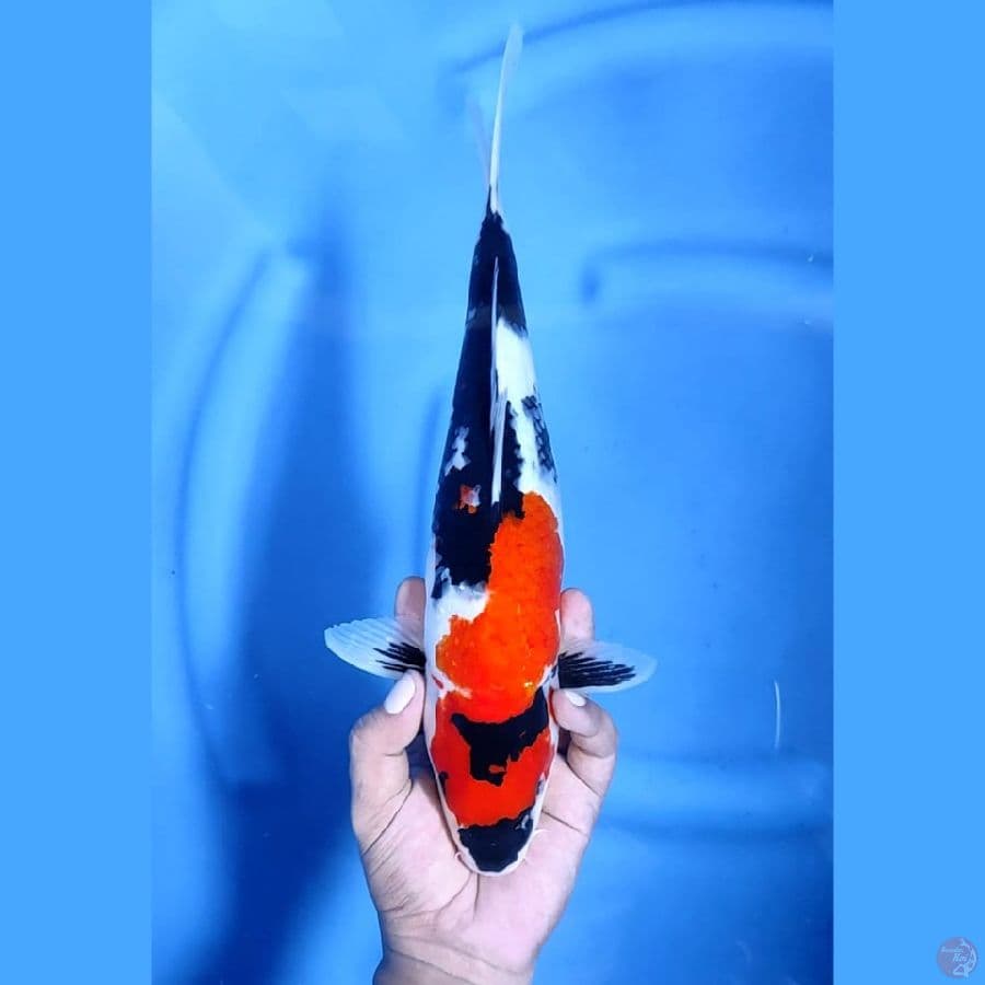 ( 35CM ) SHOWA - FEMALE