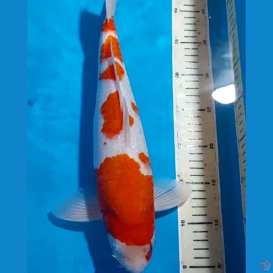 SHOWA TATEGOI 39 CM JANTAN