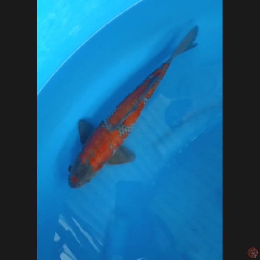 ( 32CM ) OCHIBA - MALE