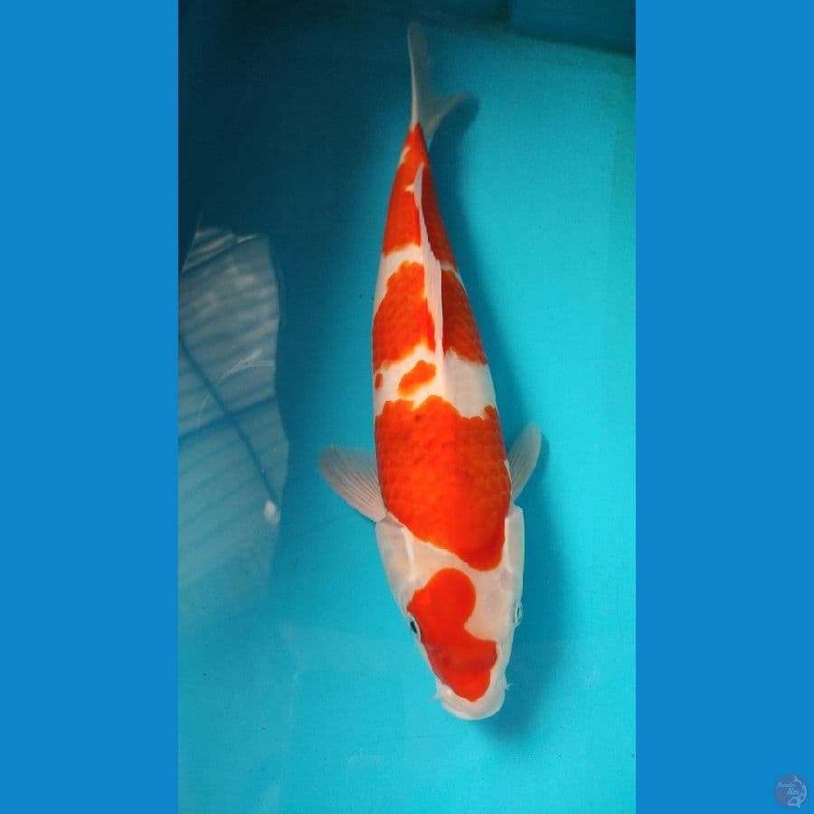ai goromo 39 cm lelaki tangguh