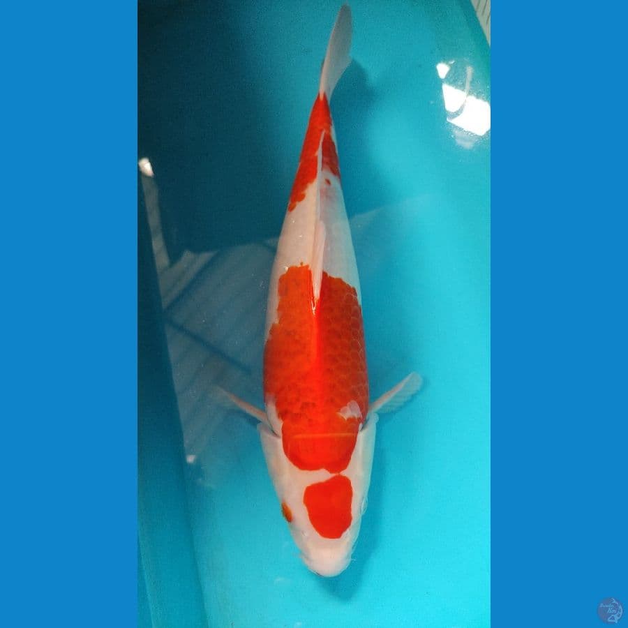 ai goromo 40 cm pejantan jos