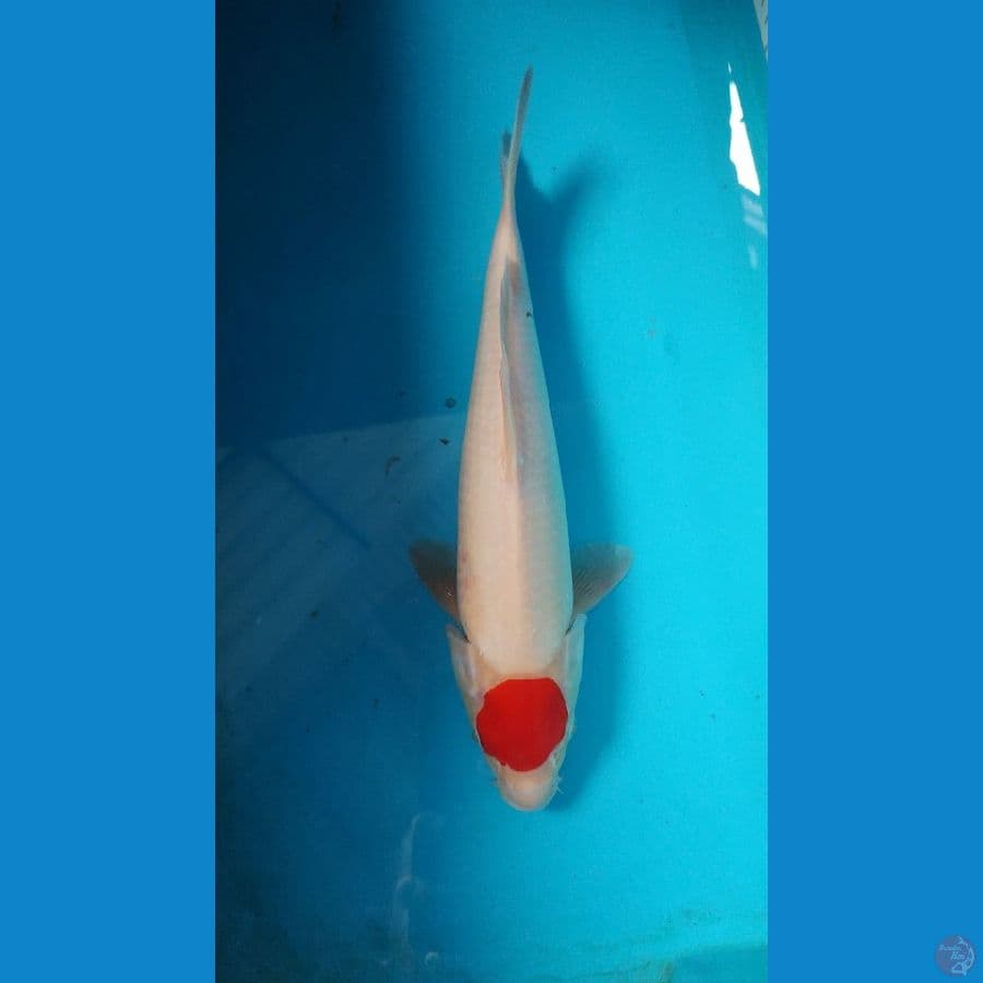 tancho 31 cm siap show