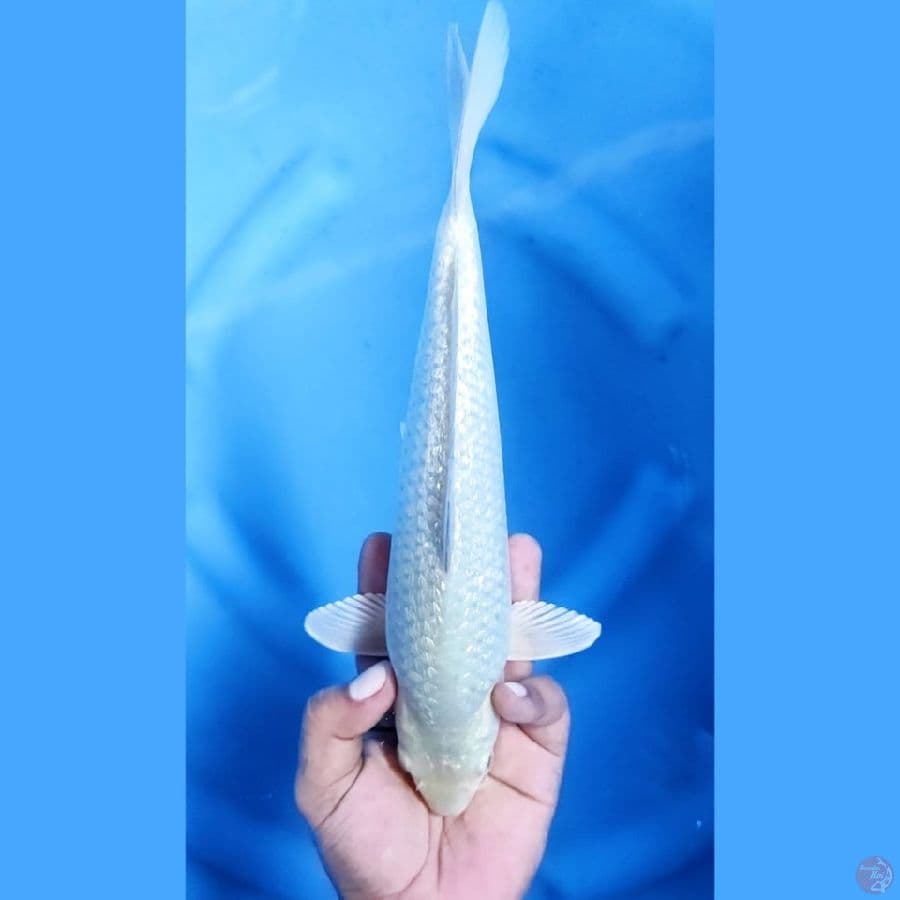 ( 29CM ) SORAGOI GINRIN - FEMALE