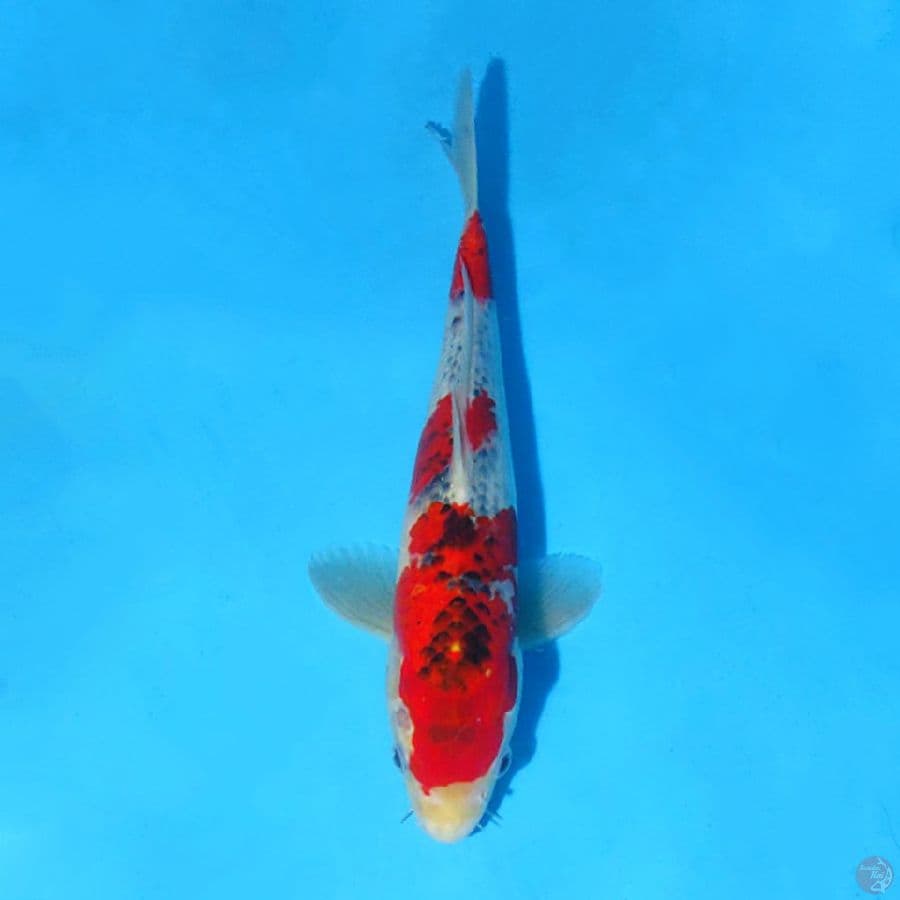 U32CM RED GOSHIKI