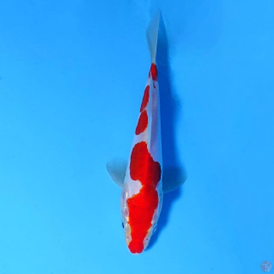U16CM DOITSU MURNI KOHAKU