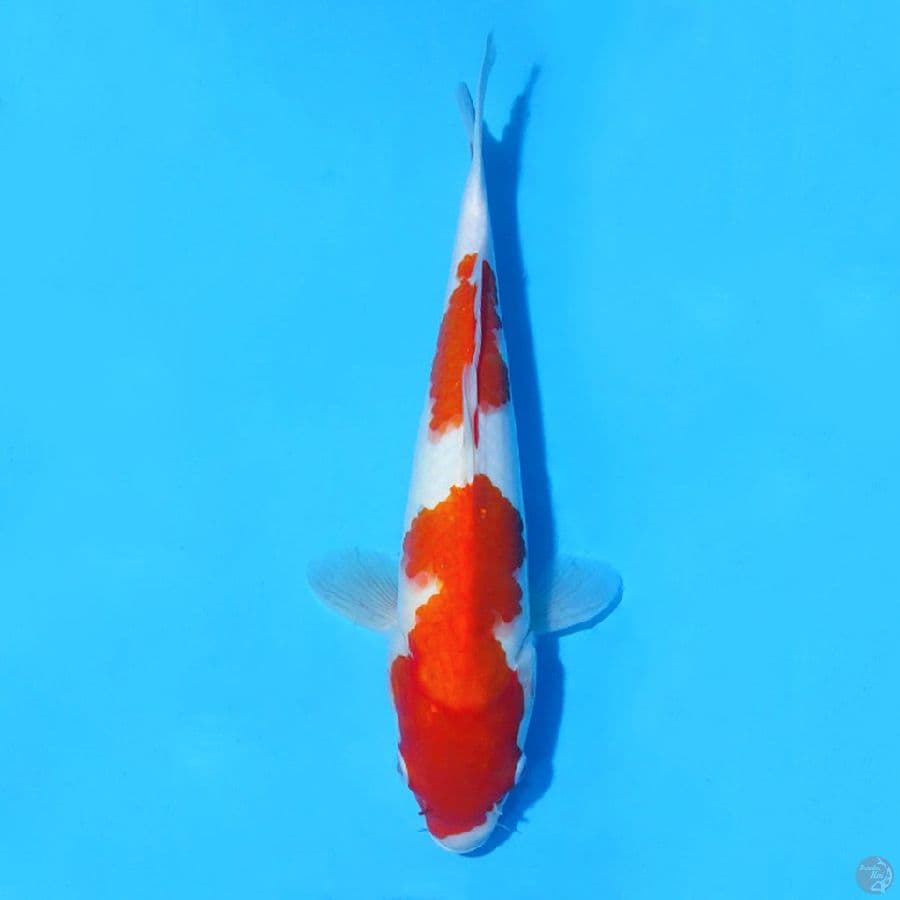 F32CM KOHAKU NIDAN