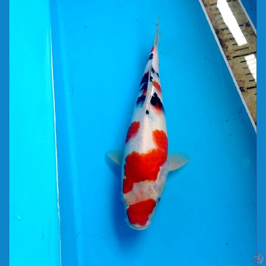 sanke 25 cm