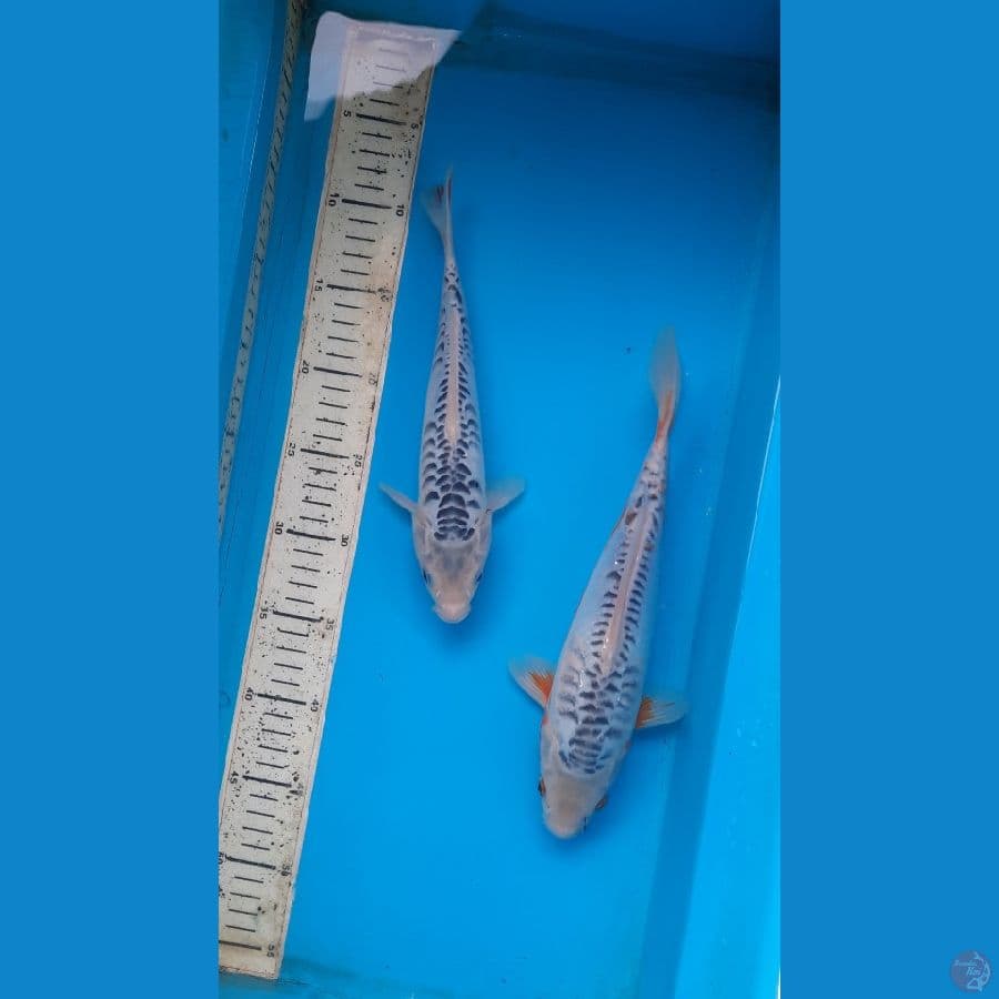 shusui sisik naga