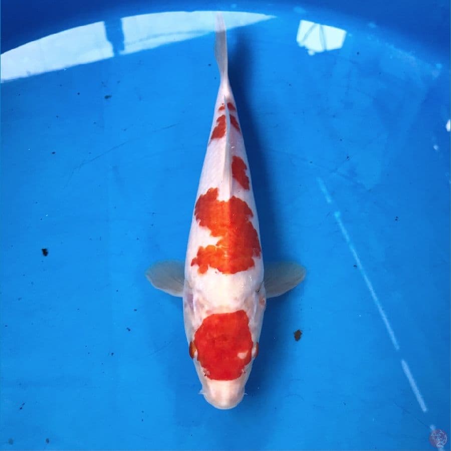 maruten kohaku 23cm