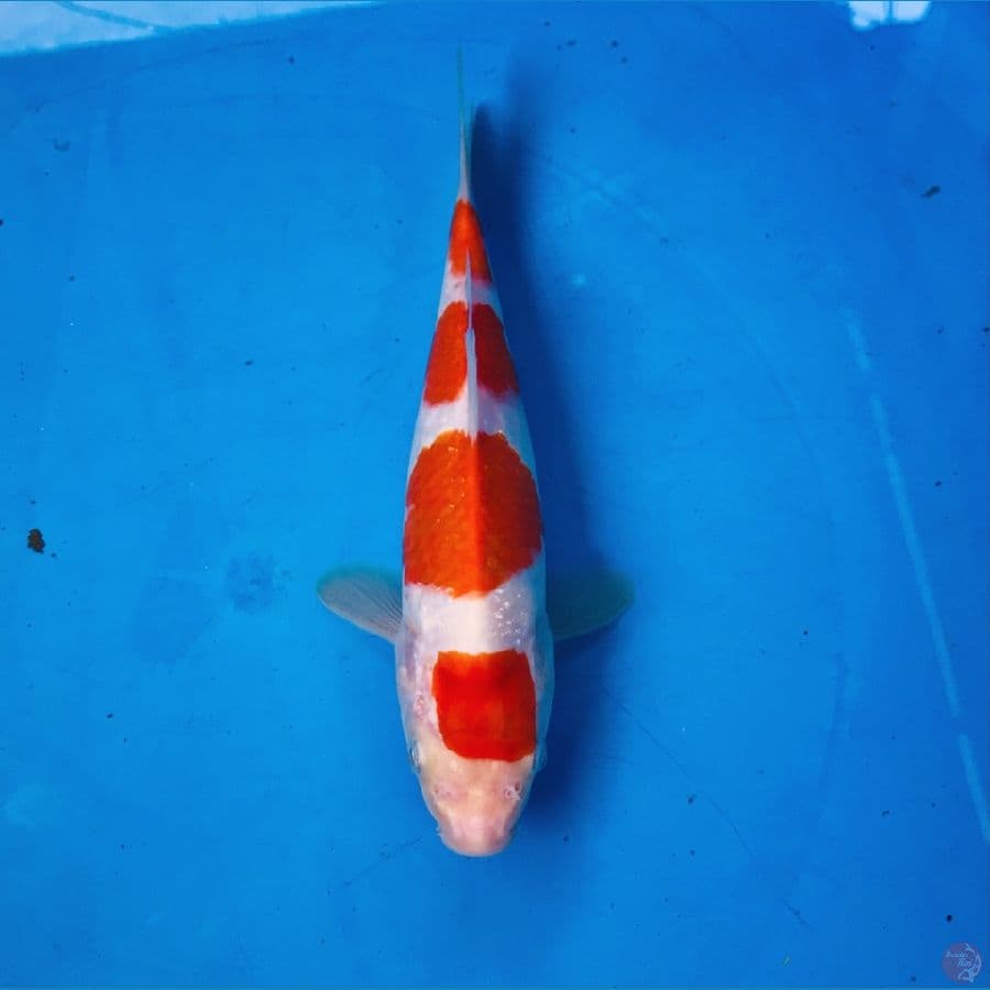 maruten kohaku 19cm