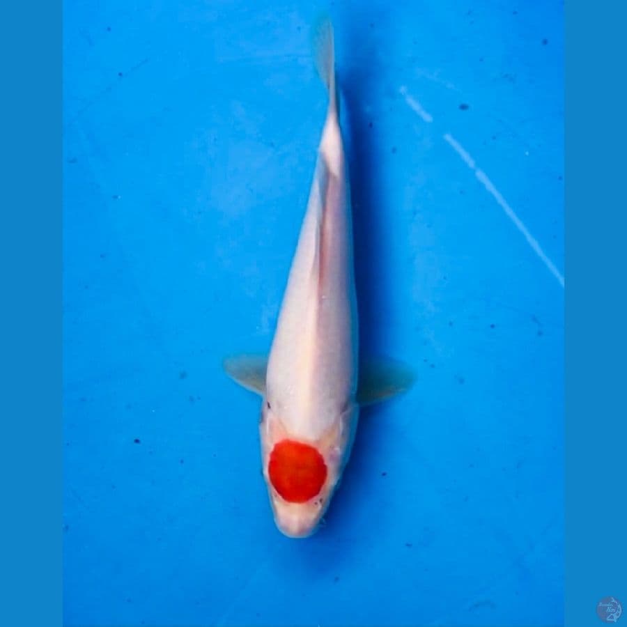 tancho kohaku 23cm
