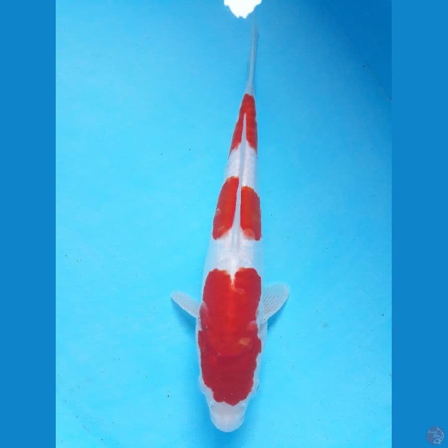 32cm