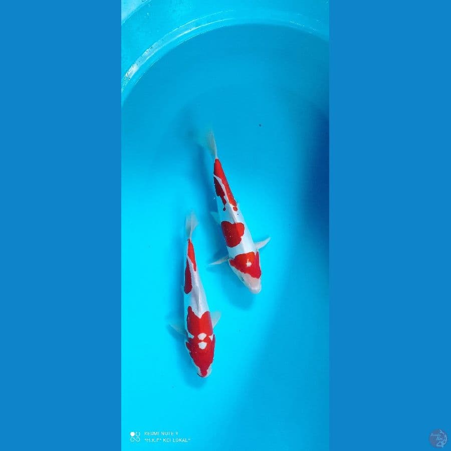 kohaku doits murni ori 31 ap