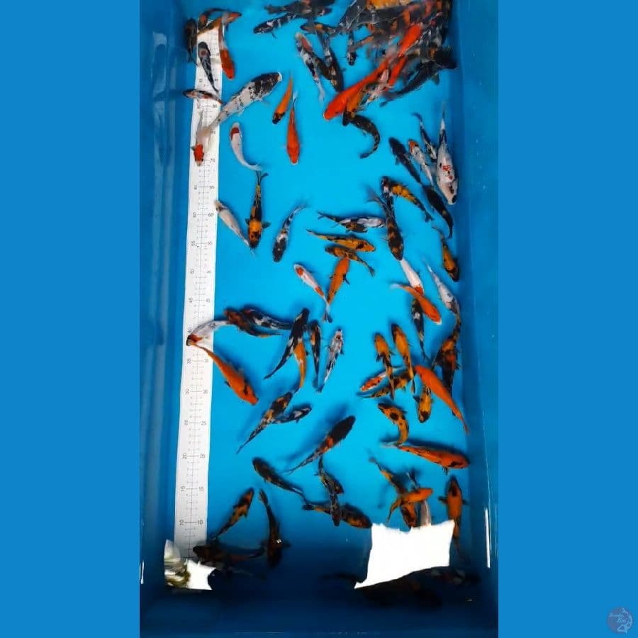 100ekor 10-15cm