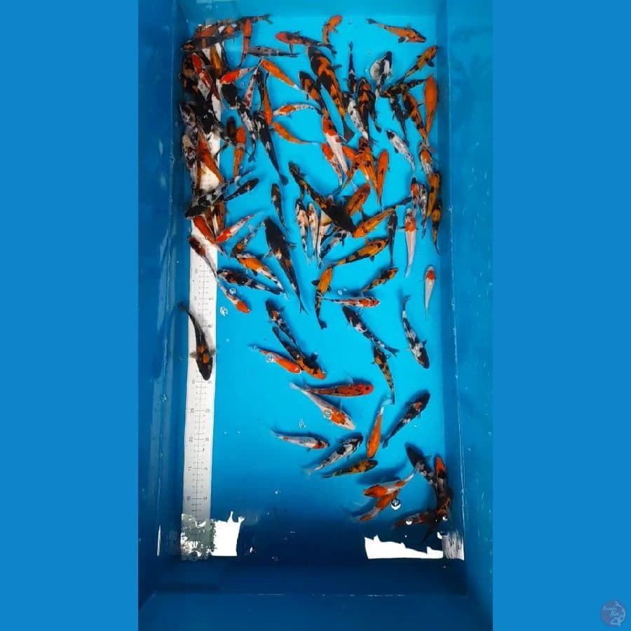 100ekor 10-18cm