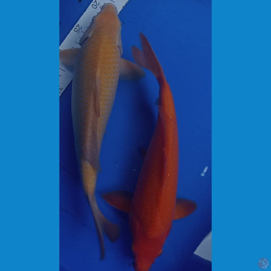Karasi cron & Red karasi