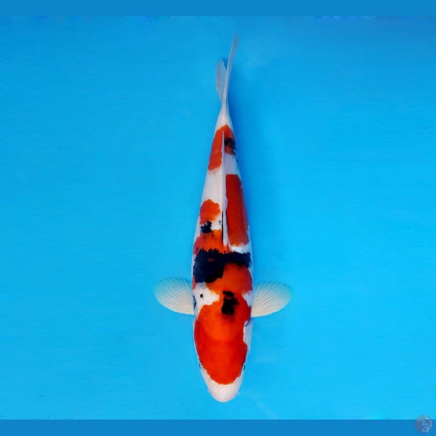 HANAMASA 2 ~ Taisho Sanke 36 cm/male ™