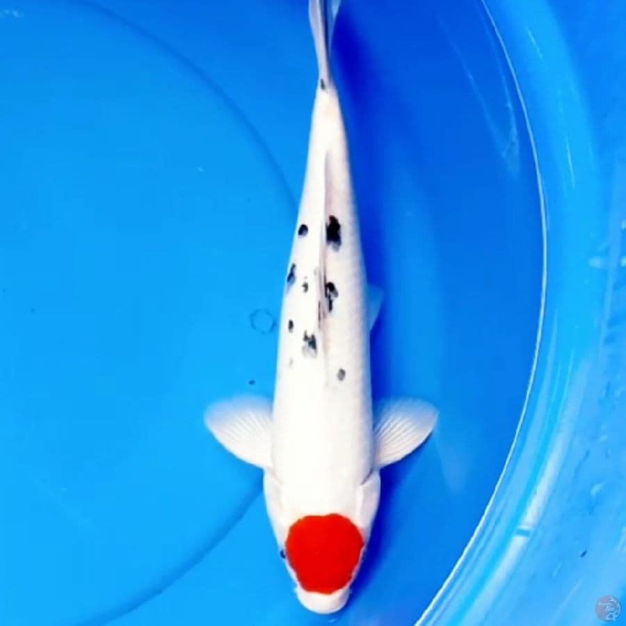 Original Tancho Sanke 37cm