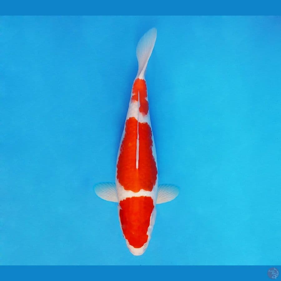 HANAMASA 6 ~ Kohaku 35 cm/fm ™