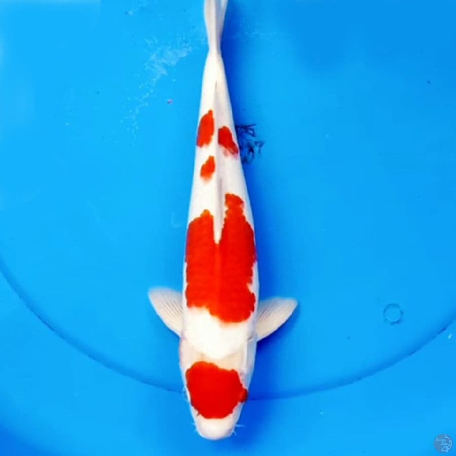 Maruten Kohaku Sakura 36cm