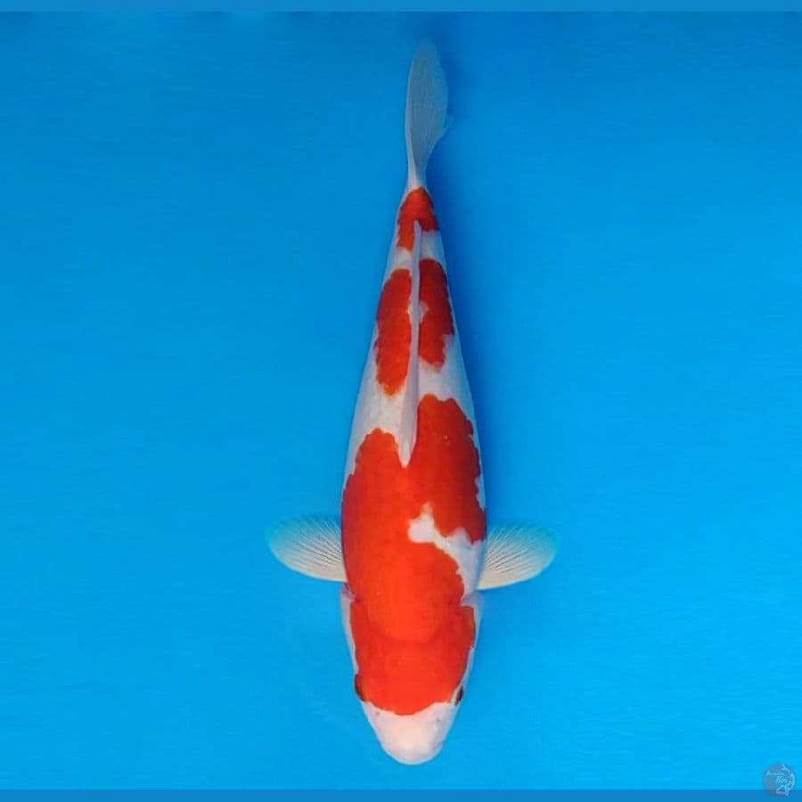 HANAMASA 9 ~ Kohaku 34 cm/fm ™