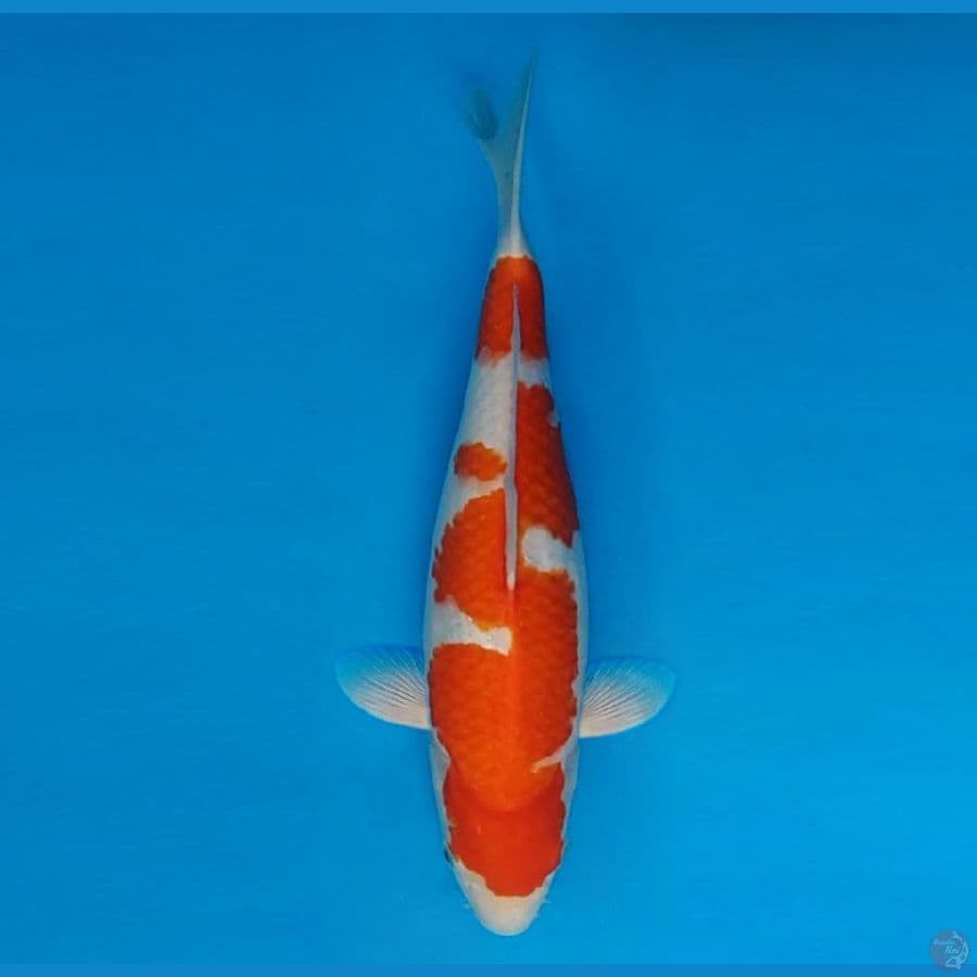 HANAMASA 11 ~ Kohaku 34 cm/fm ™